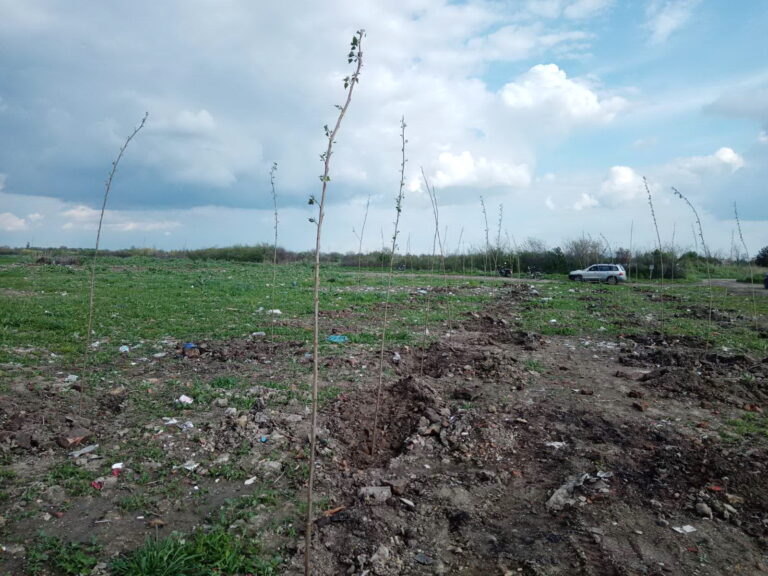 450 садница тополе посађено у Српском Итебеју