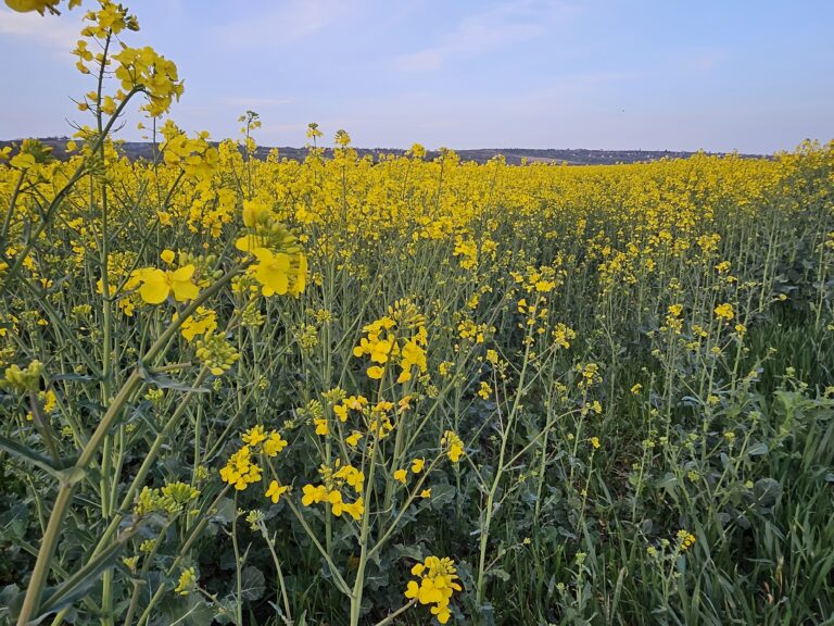 Повољни услови најављују добру годину за уљану репицу